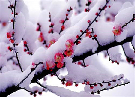 瑞雪兆豐年振動(dòng)磨機廠(chǎng)家春節送祝福